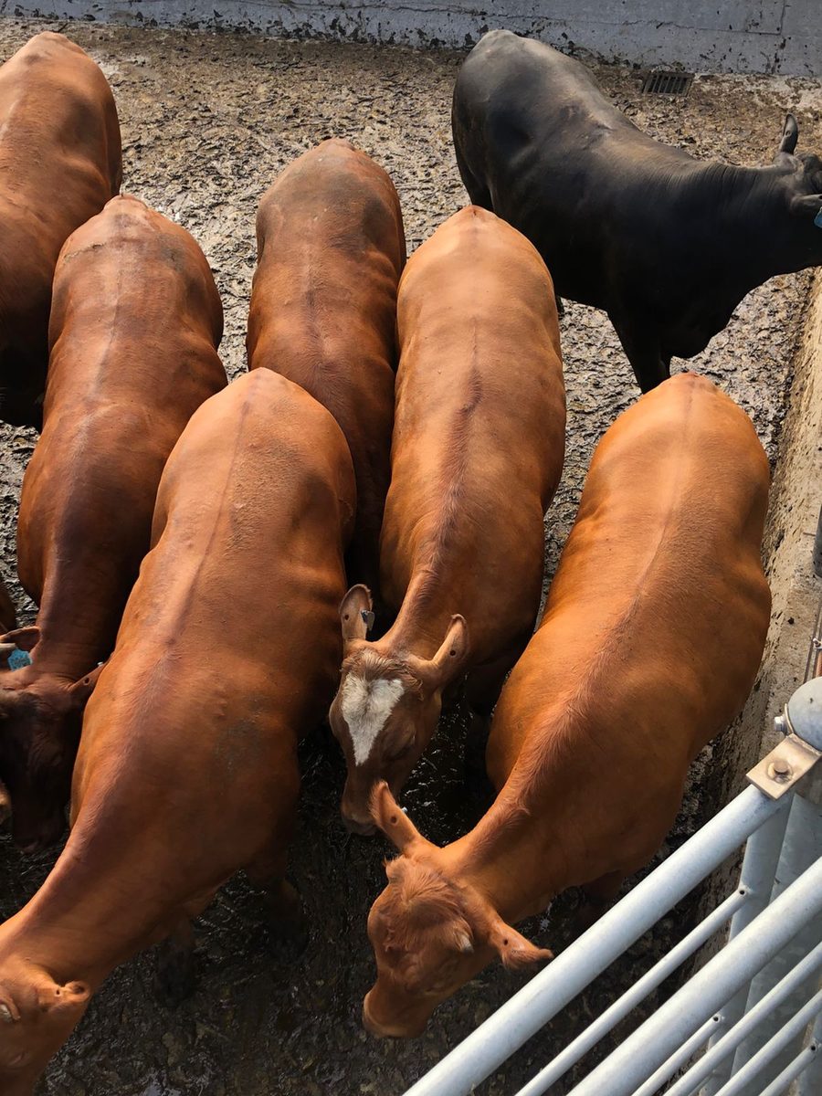 Gado dos produtores parceiros no Rio Grande do Sul
